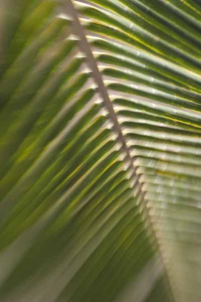 palm frond