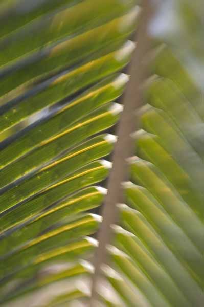 palm frond