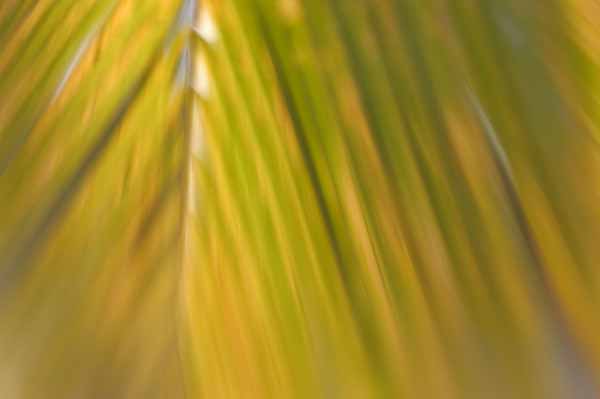 palm frond