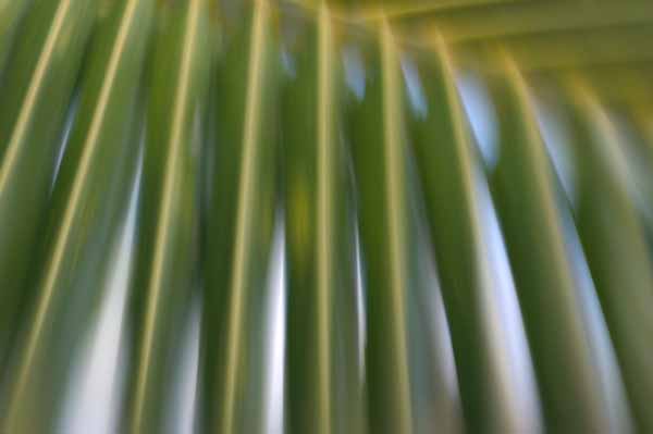 palm frond