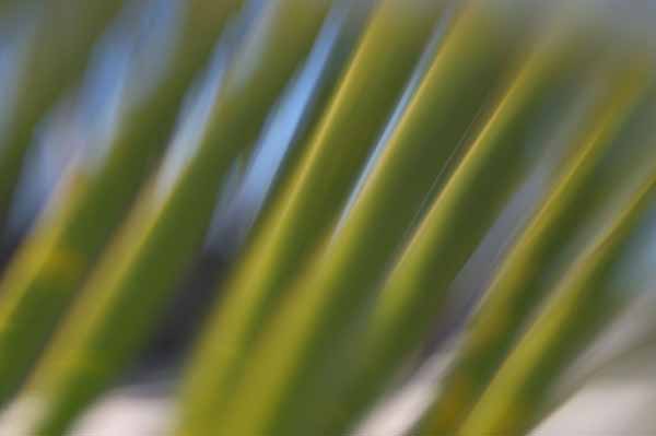 palm frond