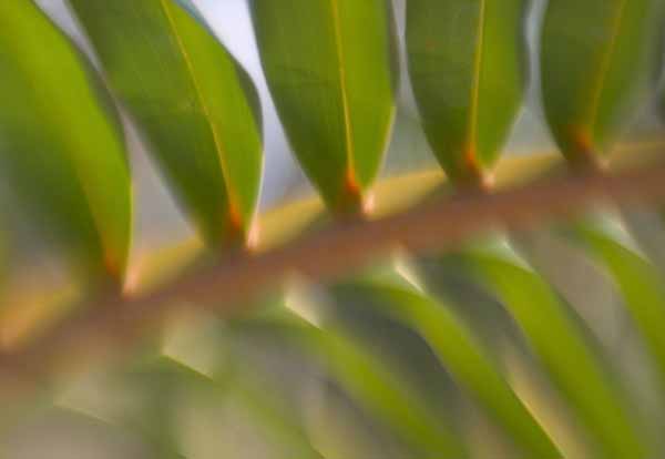 palm frond