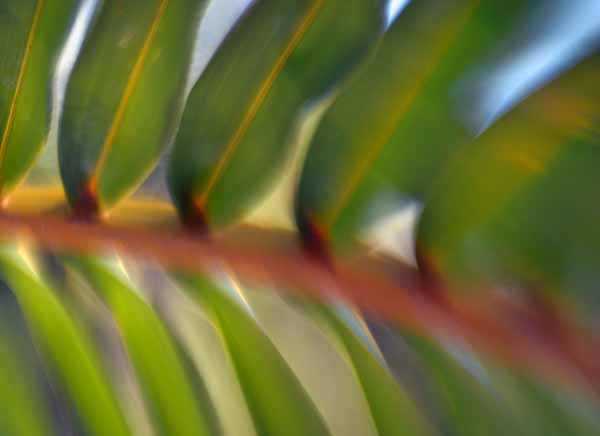 palm frond