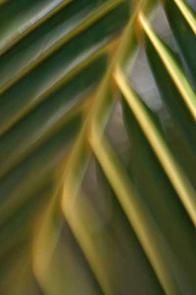 palm frond