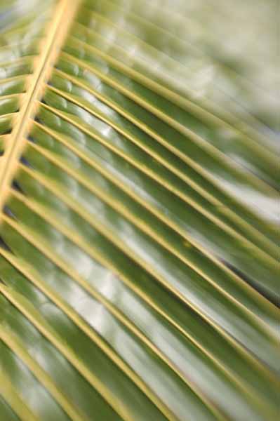 palm frond