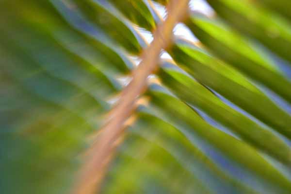 palm frond