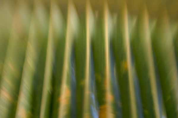 palm frond