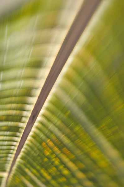 palm frond