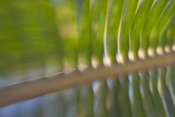 palm frond