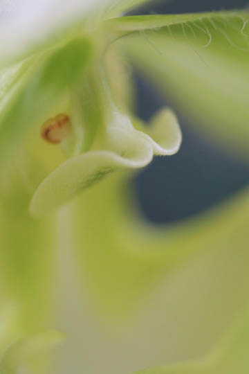 green ladyslipper
