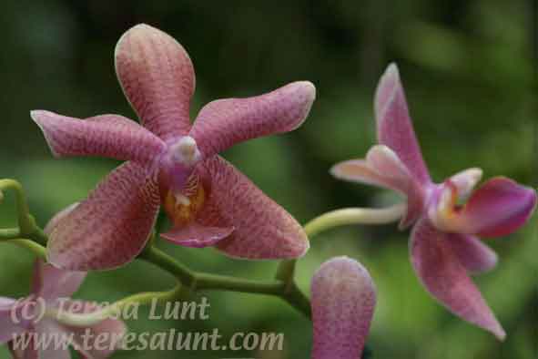 orchids photoshop tutorial