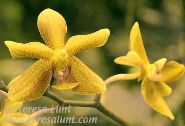 orchids photoshop tutorial